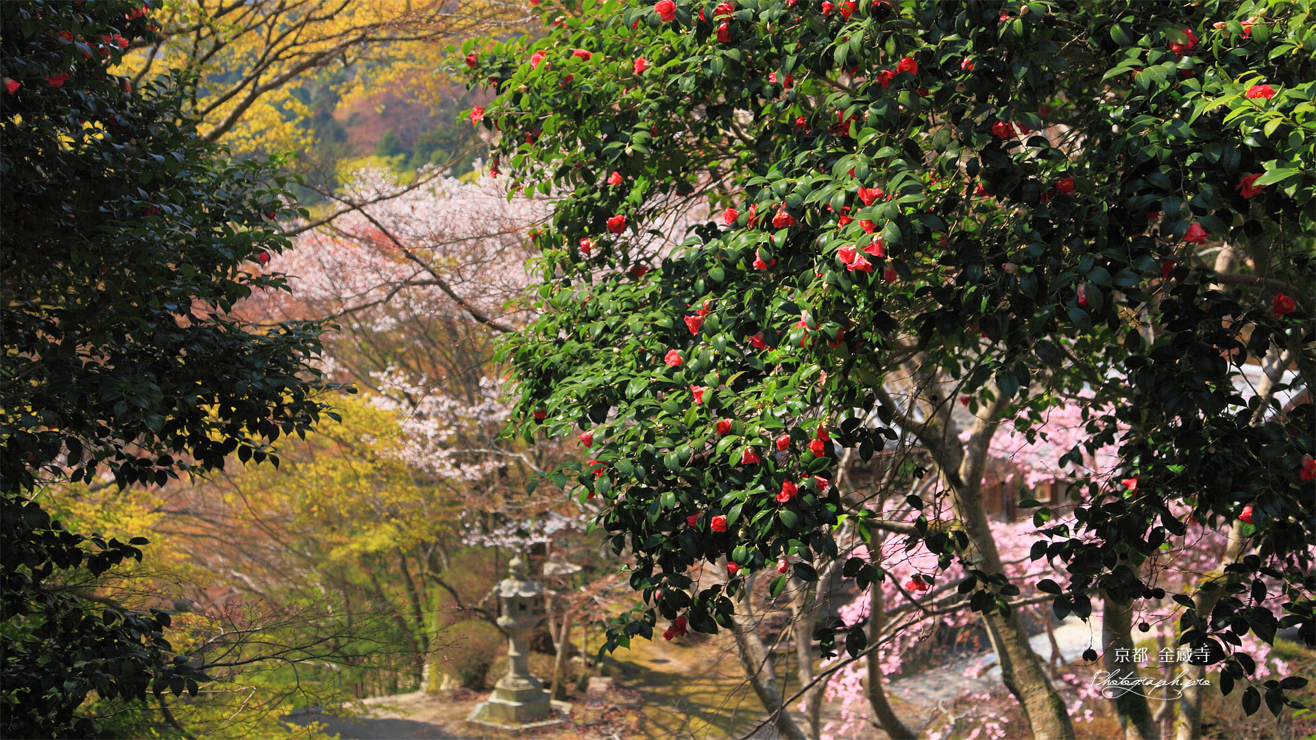 京都金蔵寺 ツバキとサクラ