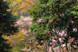 京都金蔵寺 ツバキとサクラ