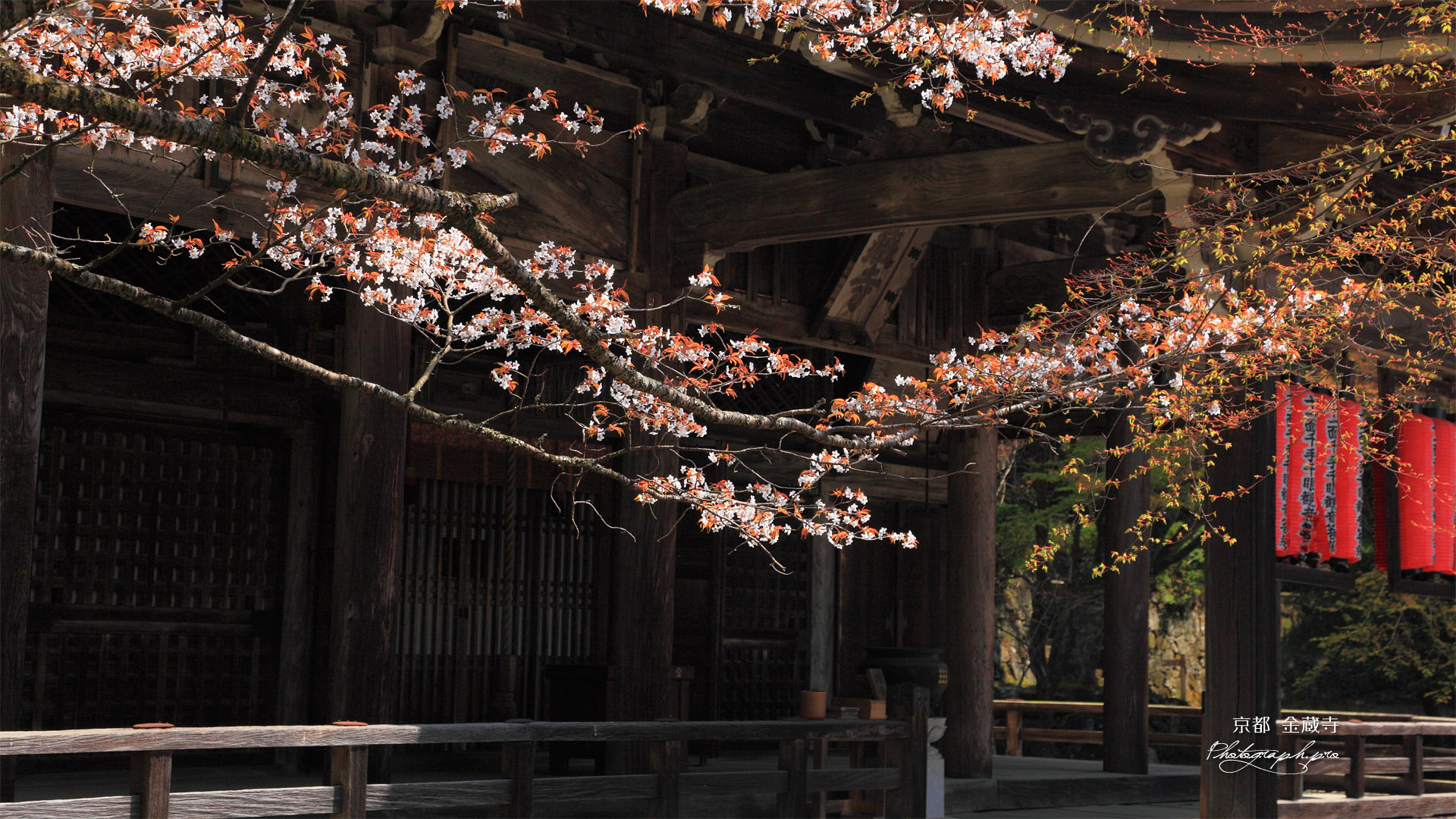 京都金蔵寺 山桜と本堂