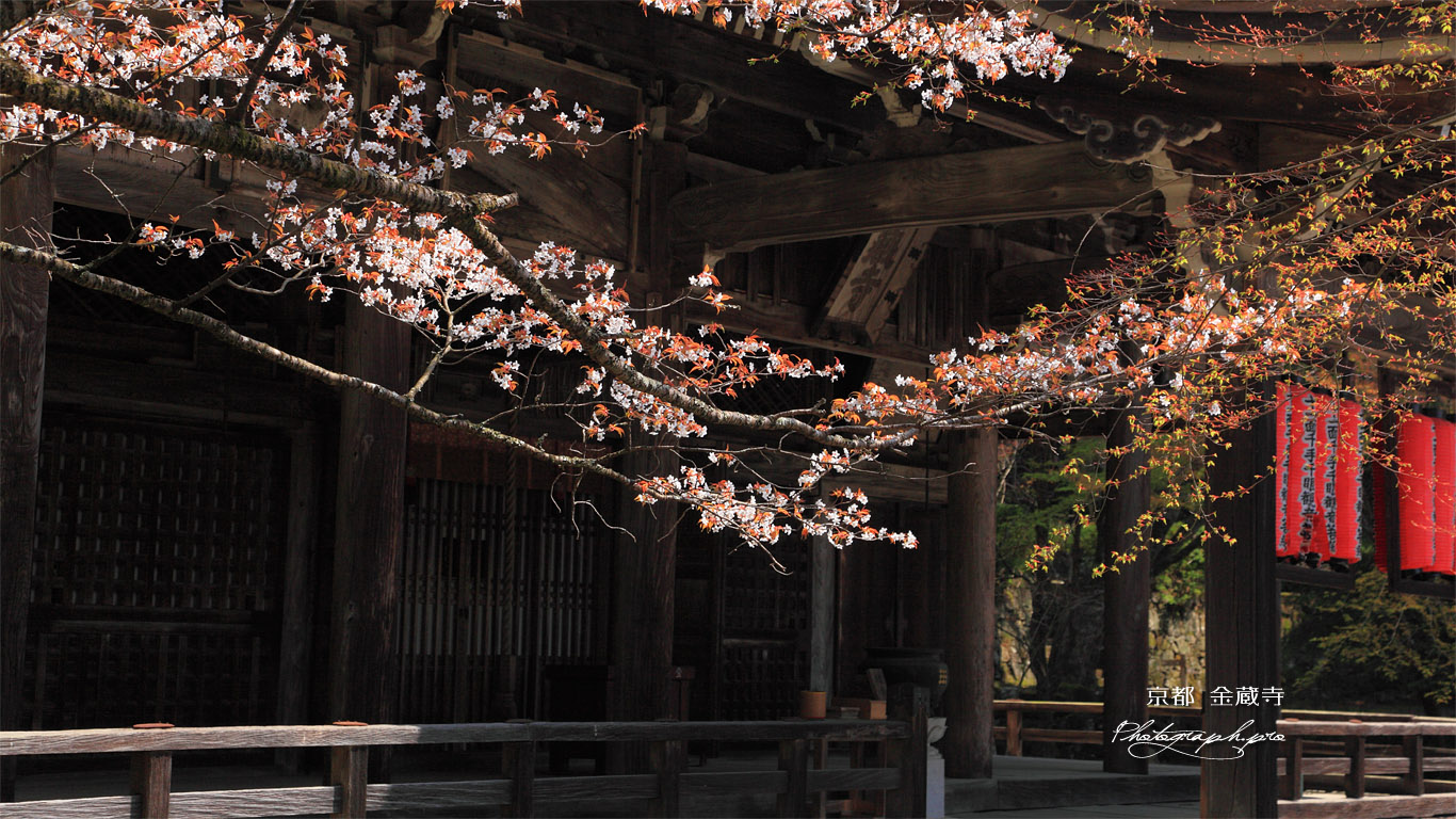 京都金蔵寺 山桜と本堂 壁紙