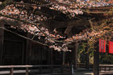 京都金蔵寺 山桜と本堂