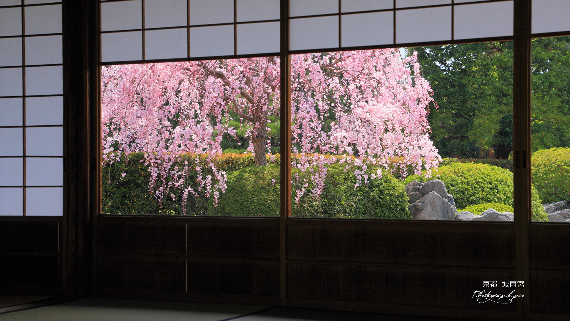 城南宮 楽水軒からの枝垂れ桜