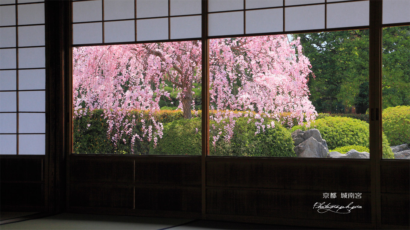 城南宮 楽水軒からの枝垂れ桜 壁紙