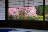 城南宮 楽水軒からの枝垂れ桜