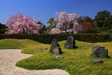 城南宮 離宮の庭からの枝垂れ桜