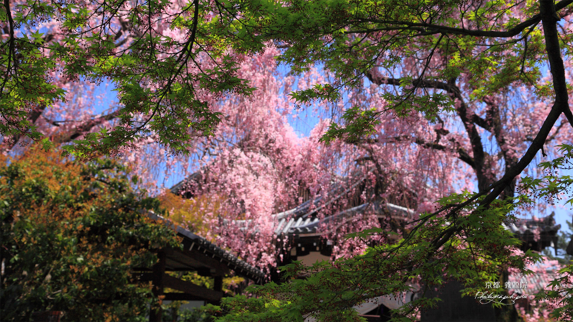 京都養源院 モミジの花
