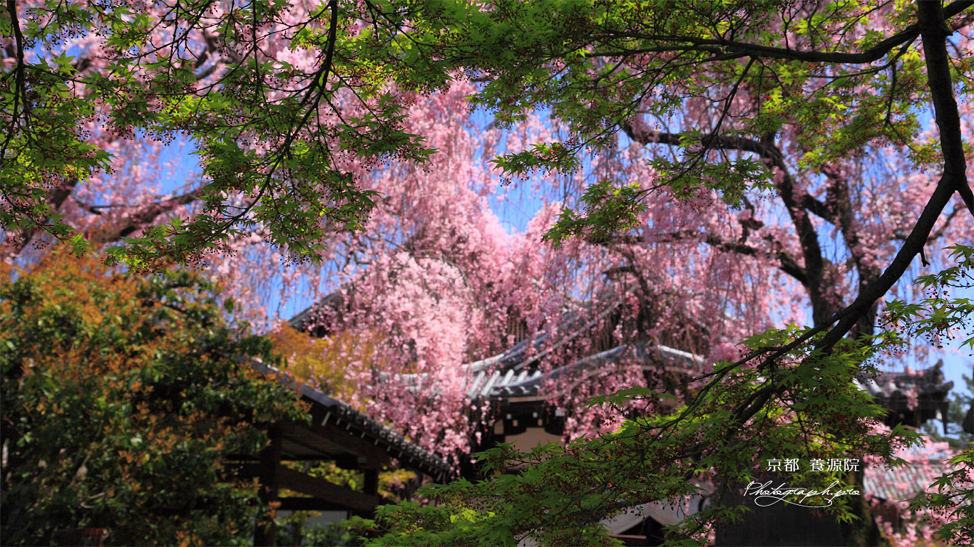 京都養源院 モミジの花 壁紙