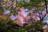 京都養源院 モミジの花