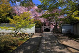 京都養源院 新緑と枝垂桜