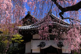 京都養源院 枝垂桜と本堂