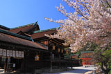 北野天満宮 桜と社殿