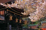 北野天満宮の桜散る