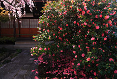 椿寺