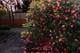 椿寺