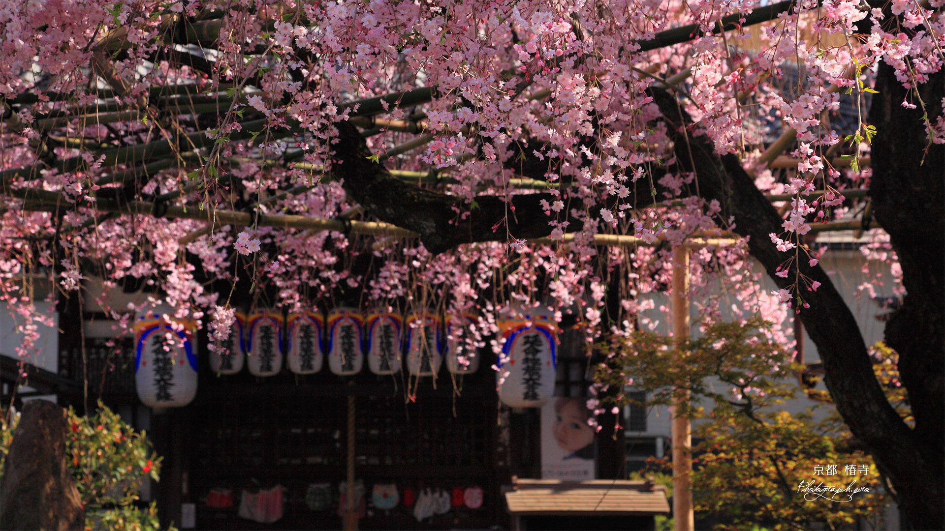 京都椿寺 紅しだれ桜と地蔵堂