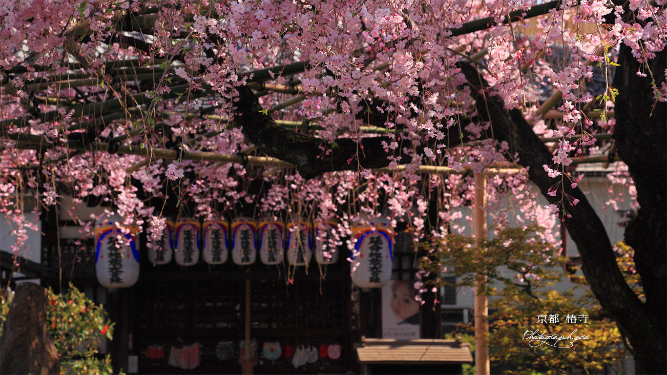 京都椿寺 紅しだれ桜と地蔵堂 壁紙