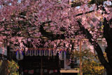 京都椿寺 紅しだれ桜と地蔵堂
