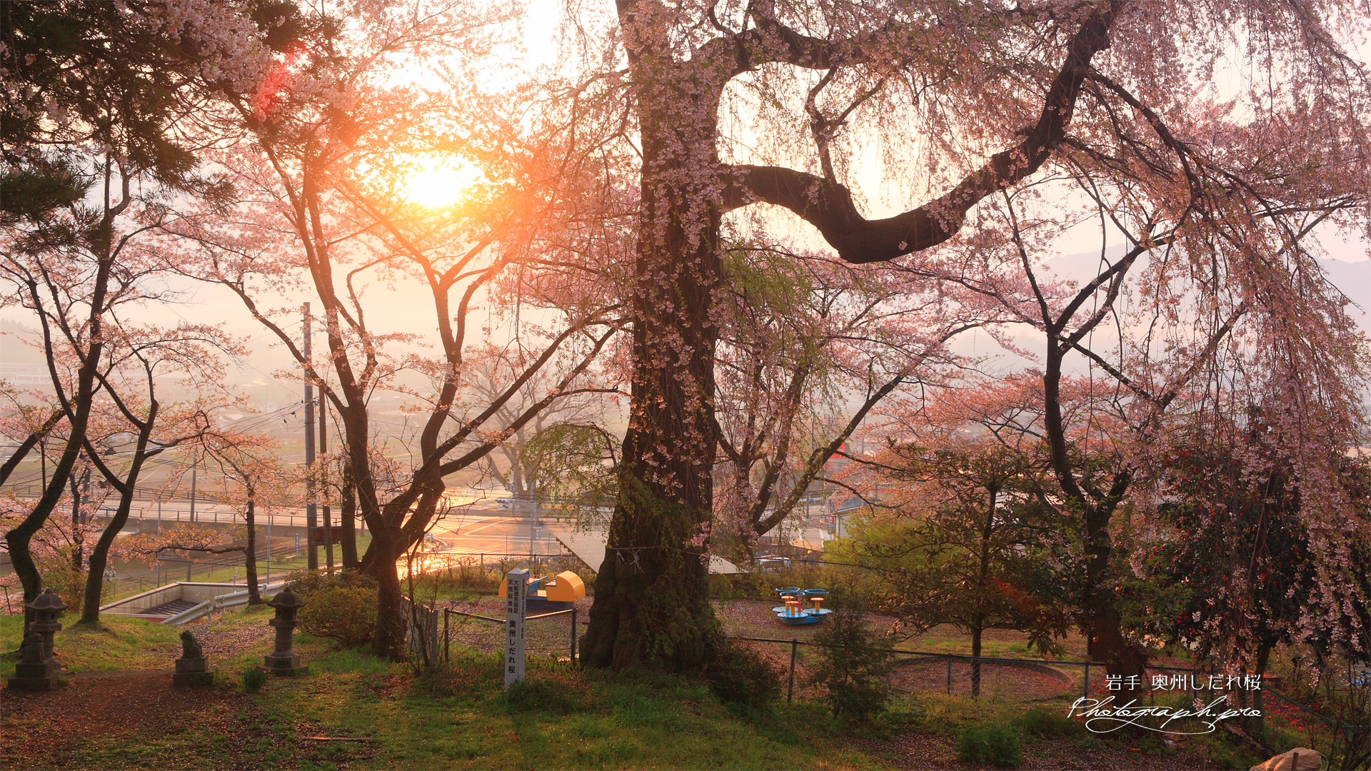 奥州しだれ桜（吉野森神社）