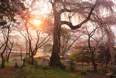 大船渡の桜