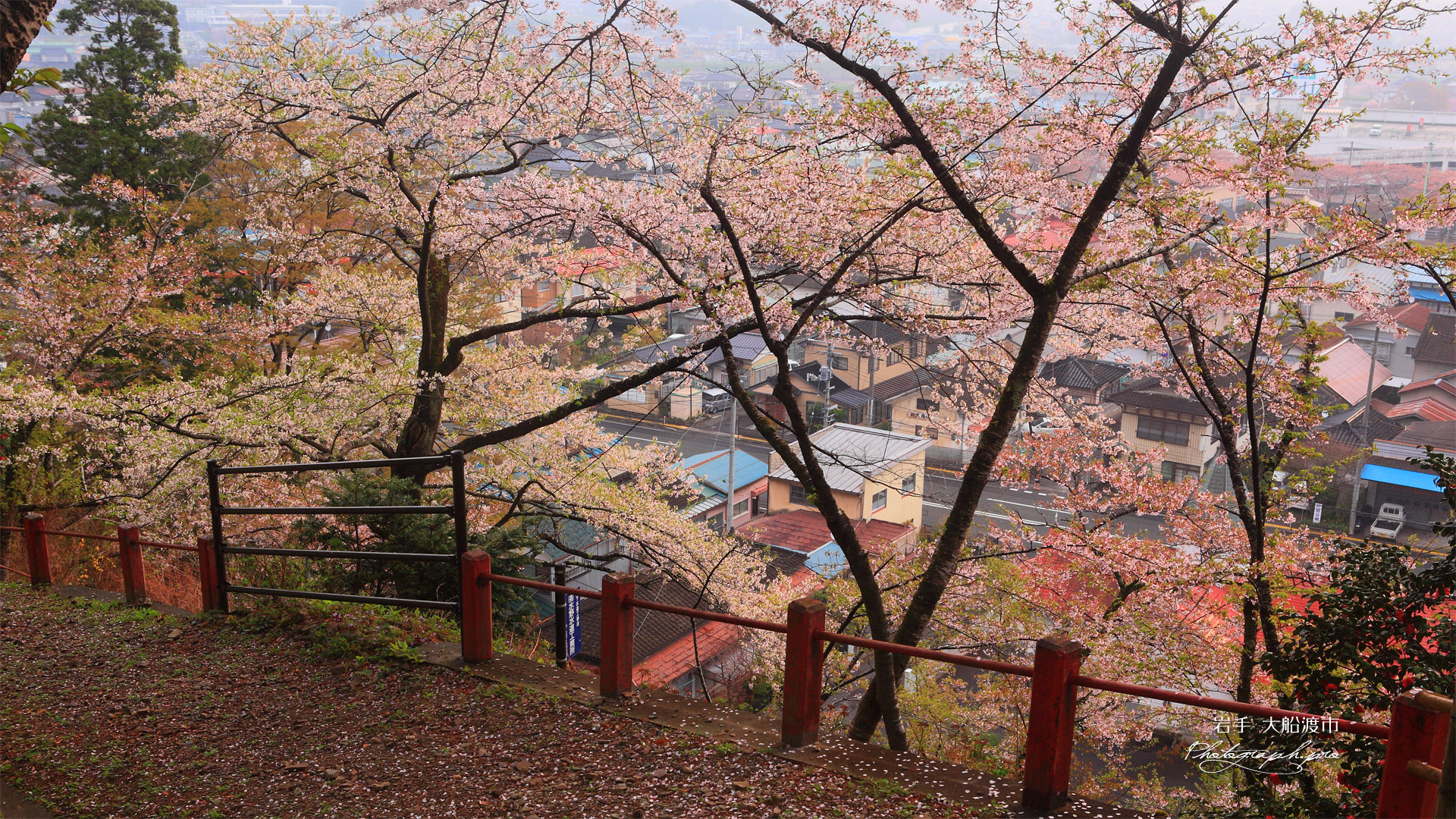 紅ひがん桜？