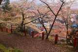 紅ひがん桜？