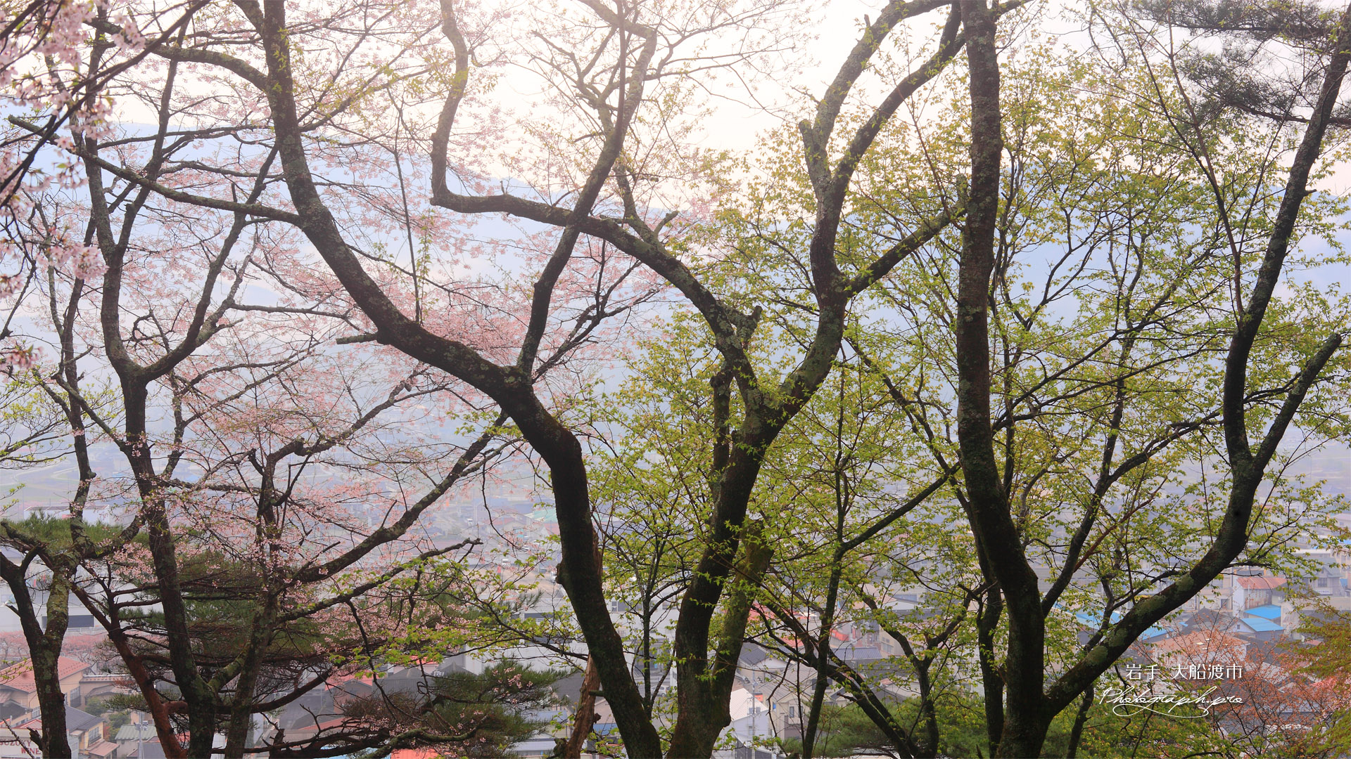 紅ひがん桜？