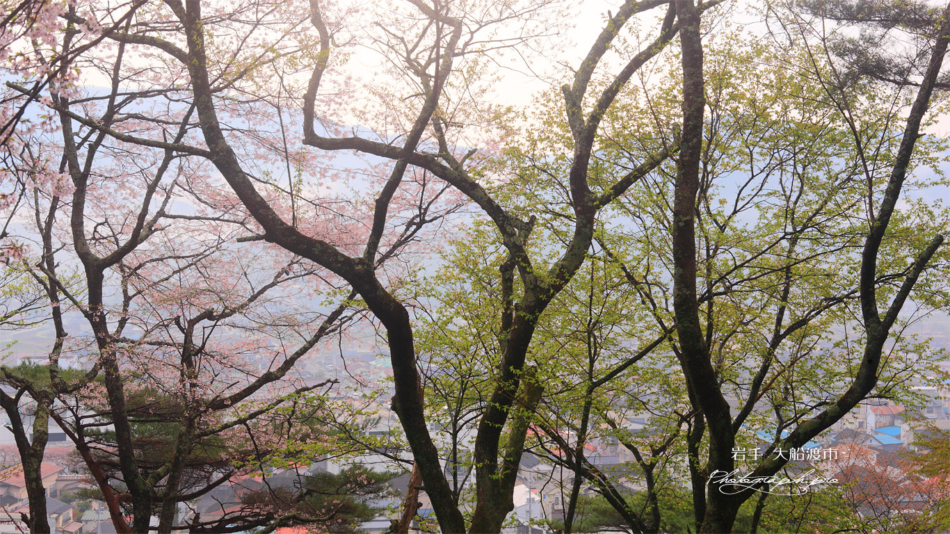 紅ひがん桜？ 壁紙