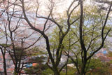 紅ひがん桜？