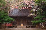 大船渡市 天神天満宮のサクラ