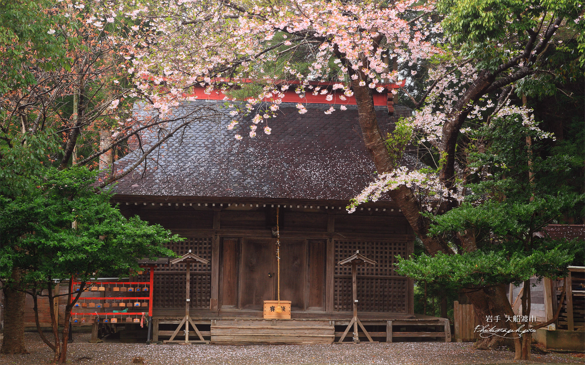 大船渡市 天神天満宮のサクラ