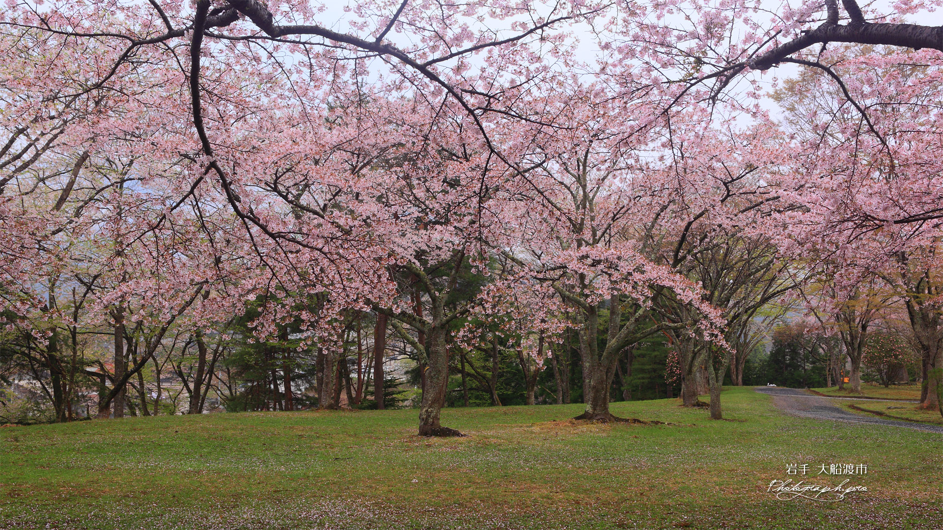 天神山公園の桜