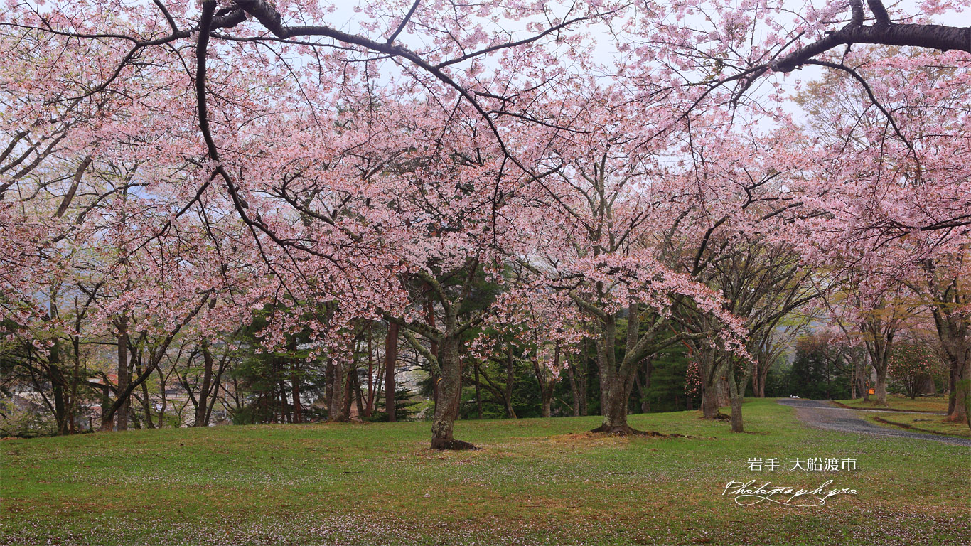 天神山公園の桜 壁紙