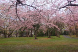 天神山公園の桜