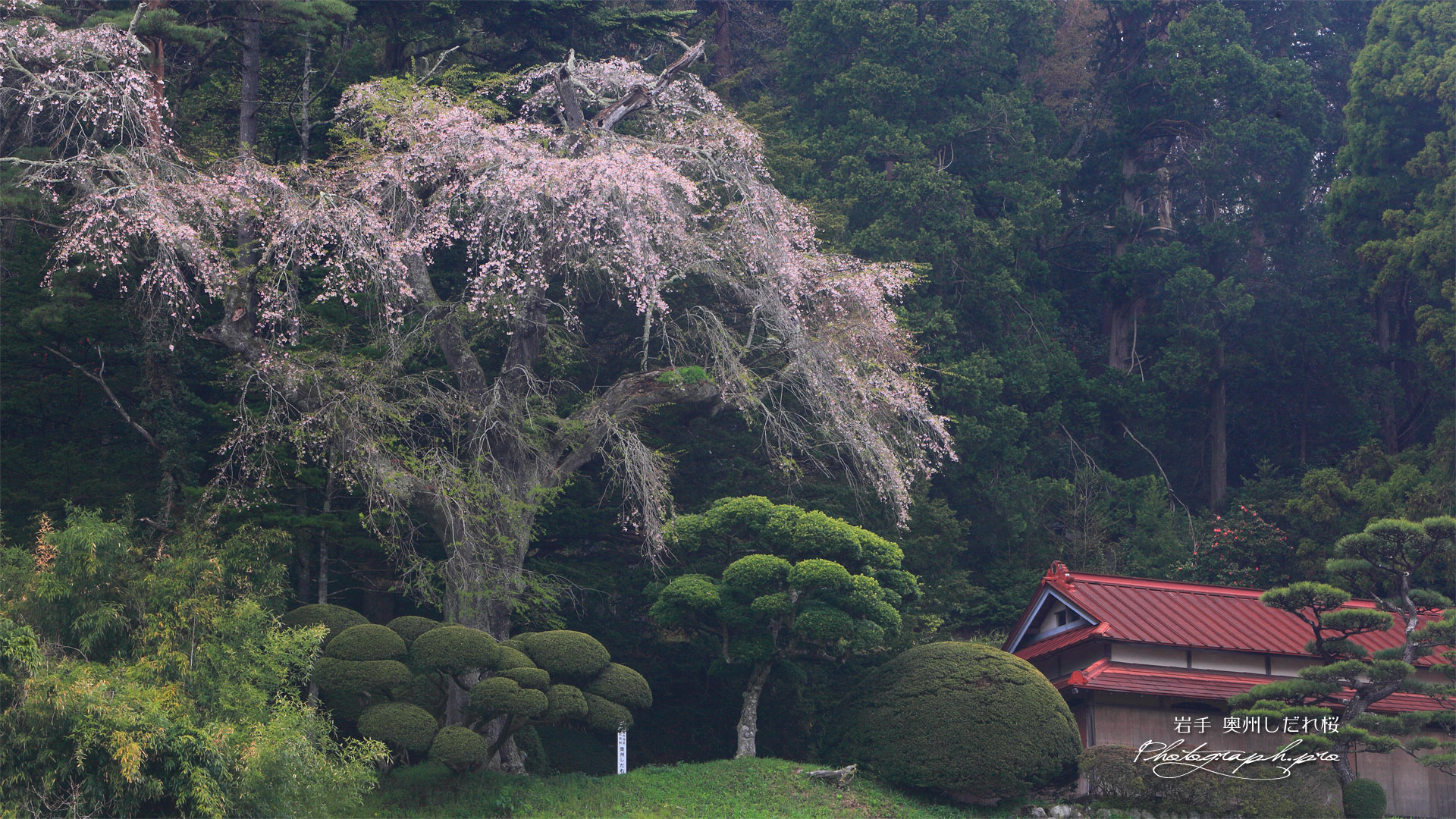 奥州しだれ桜（長安寺）