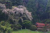奥州しだれ桜（長安寺）