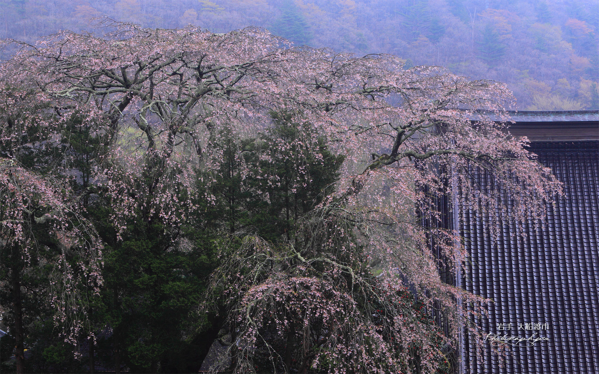 大船渡市 長安寺の枝垂れ桜