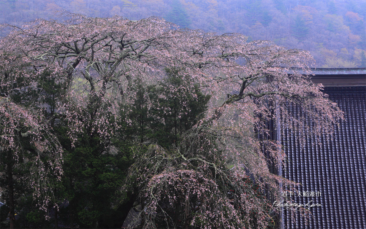 大船渡市 長安寺の枝垂れ桜 壁紙