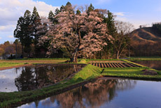 懸田の桜