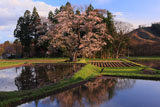 懸田の桜
