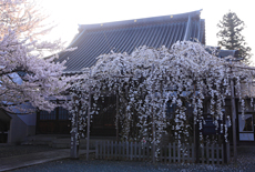 龍谷寺のモリオカシダレ