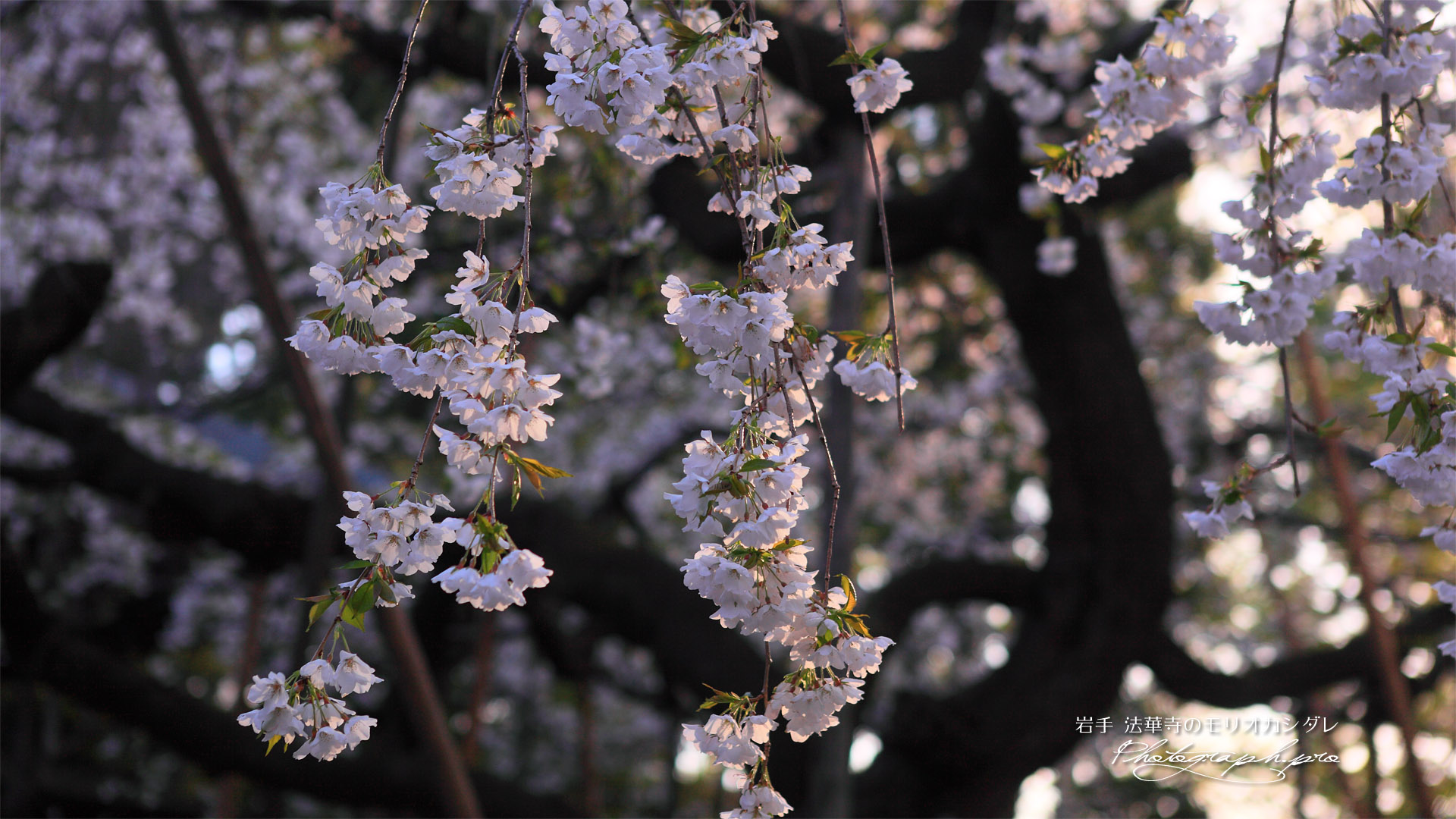 法華寺のモリオカシダレ