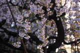 法華寺のモリオカシダレ