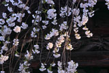 法華寺の盛岡枝垂桜