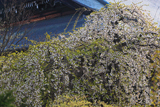 本誓寺のホンセイジシダレ