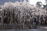龍谷寺のモリオカシダレ