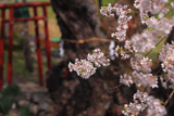 宮宿の種蒔桜