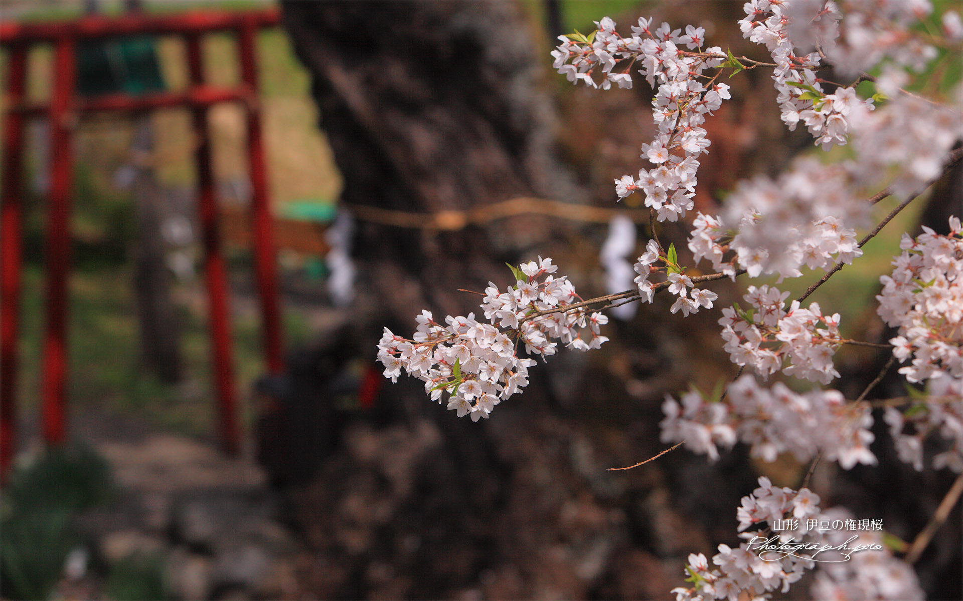 宮宿の種蒔桜