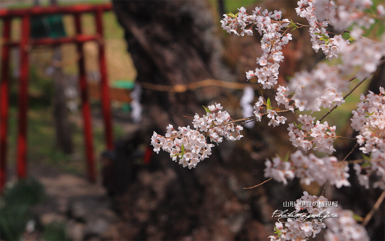 宮宿の種蒔桜 壁紙