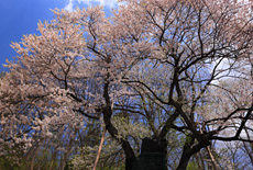 種蒔ザクラ