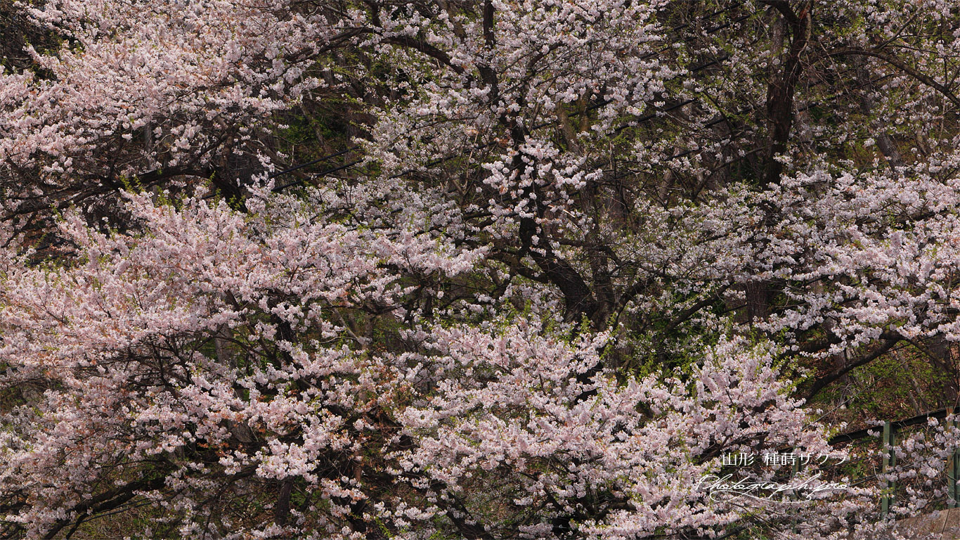 種蒔ザクラ 壁紙